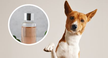 Descubre cuál es el perfume que puedes aplicar en tus perros, según expertos