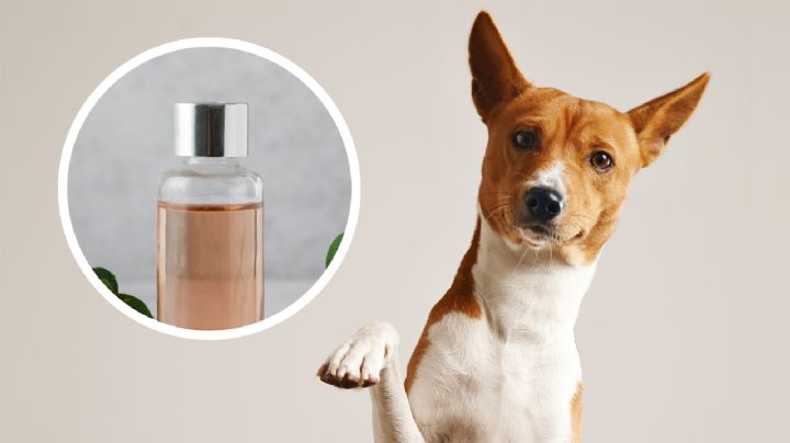 Descubre cuál es el perfume que puedes aplicar en tus perros, según expertos