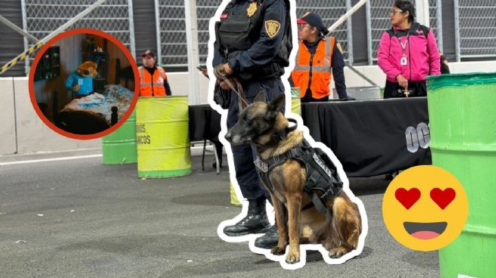 Perrito policía es disfrazado de Concho durante concierto de Bad Bunny en México (FOTOS)