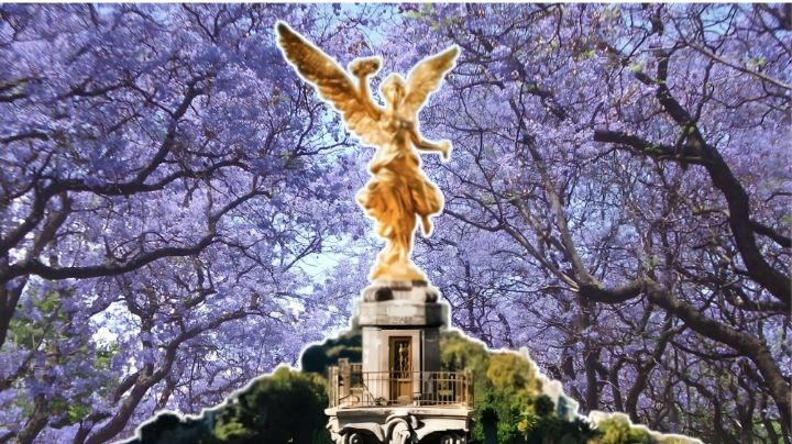 Primavera 2025: Parques de la CDMX donde podrás disfrutar de las jacarandas y hacer picnics