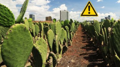 ¿Qué personas no deben comer nopales?