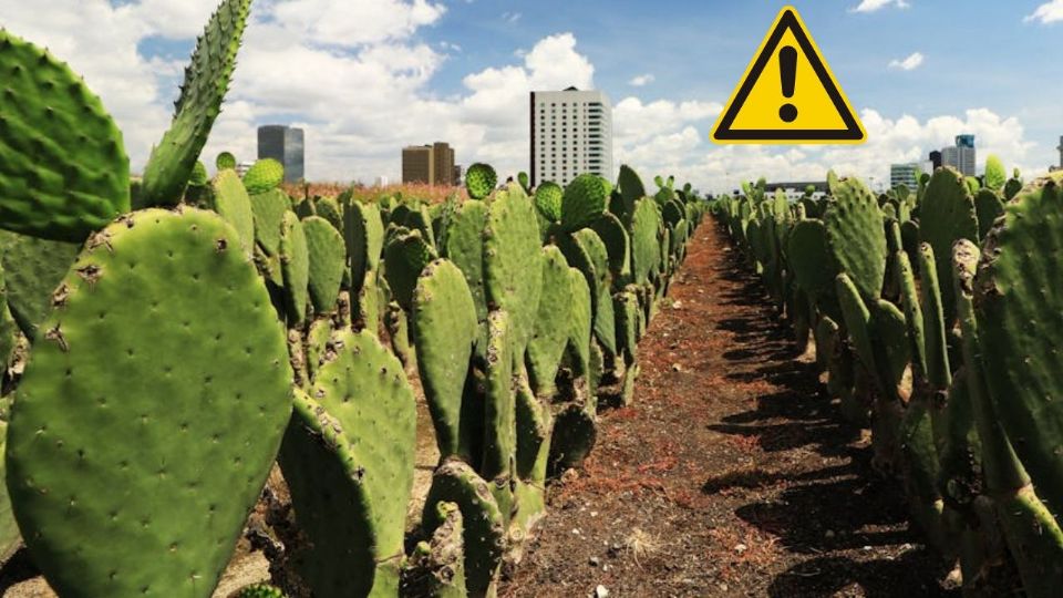 Los nopales tienen múltiples beneficios pero algunas personas deben tener más precaución
