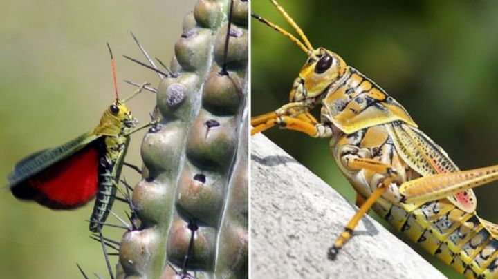Chapulín o Chapulinear: Conoce su significado y qué es hacerlo a un amigo