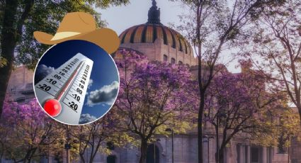 ¿Por qué es malo que las jacarandas florezcan antes de tiempo?