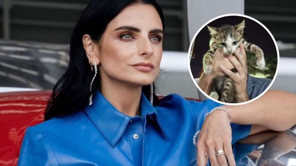 Aislinn Derbez adopta gatito abandonado