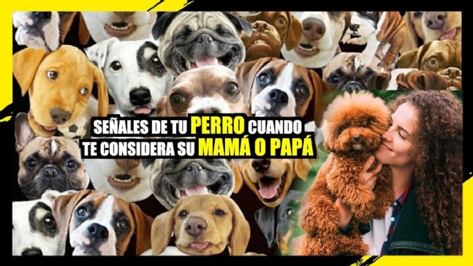 Señales de tu perro cuando te considera su mamá o papá