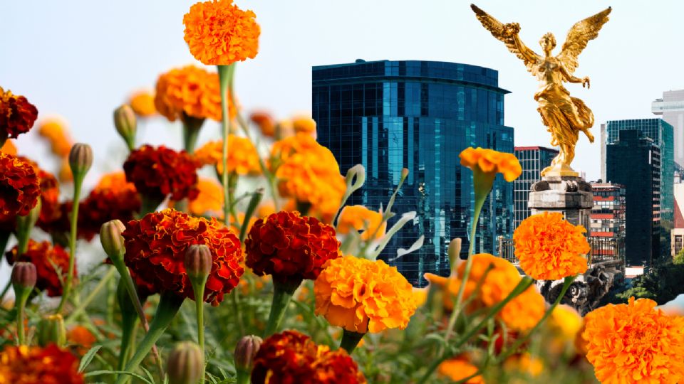 Las flores de cempasúchil se han convertido en uno de los elementos más característicos del festejo del Día de Muertos