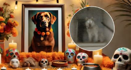 Día de muertos: internautas prueban que el alma de sus mascotas llegaron a sus ofrendas | VIDEO