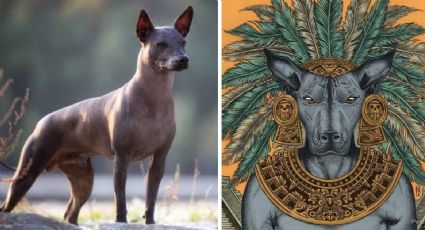 Xoloitzcuincles: Los poderes curativos de los guardianes espirituales