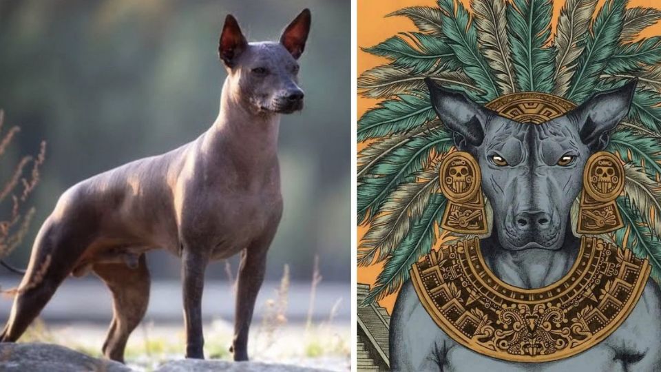 Los poderes curativos de los guardianes espirituales xoloitzcuincles