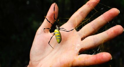 Arañas VOLADORAS gigantes; ¿Cómo son y qué tan peligrosa es la especie “Joro”?