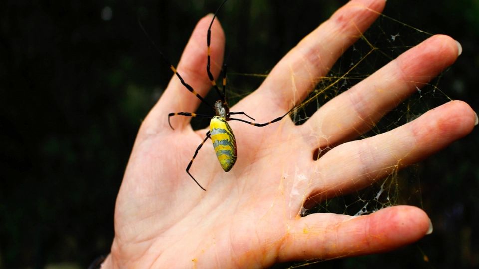 Telarañas doradas de la araña Joro.