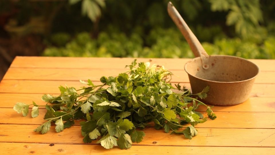 El cilantro se puede reemplazar con otros vegetales.