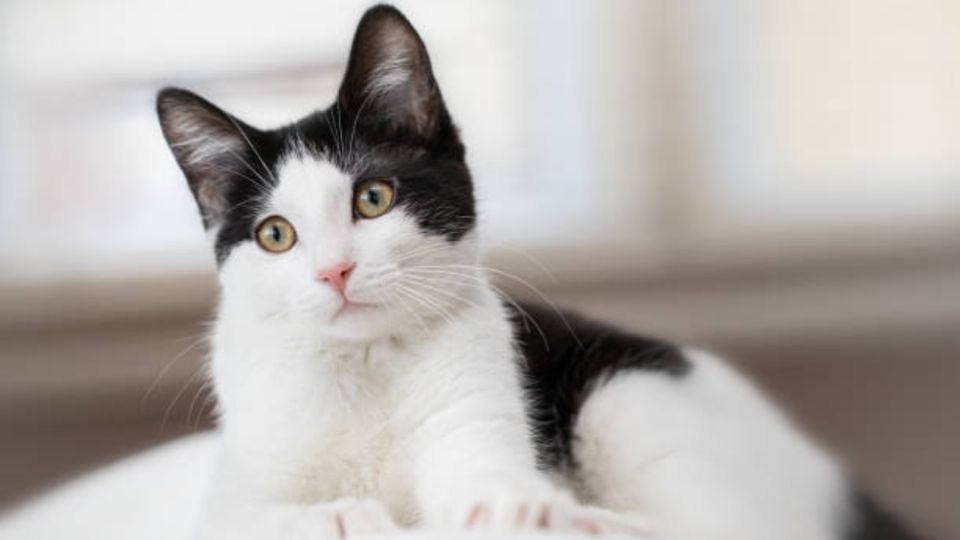 gato blanco y negro. Fuente: Foto: iStock