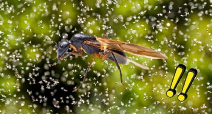 El insecto que es considerado ‘oro gourmet’ en México y que es tendencia