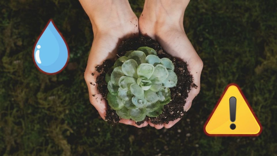 Cómo salvar una suculenta ahogada por exceso de agua o humedad