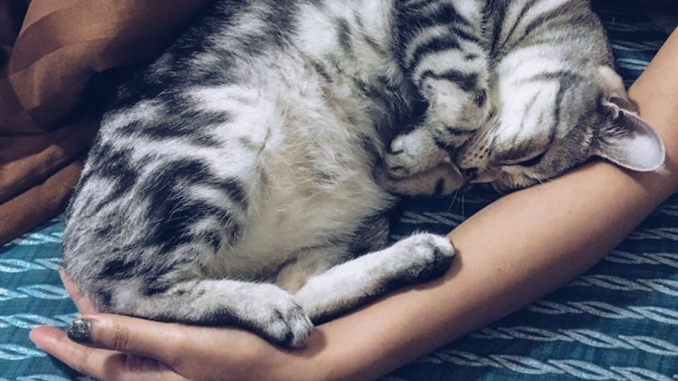 Esto es lo que hacen los gatos cuando su dueño está enfermo. Fuente: Foto: Pexels
