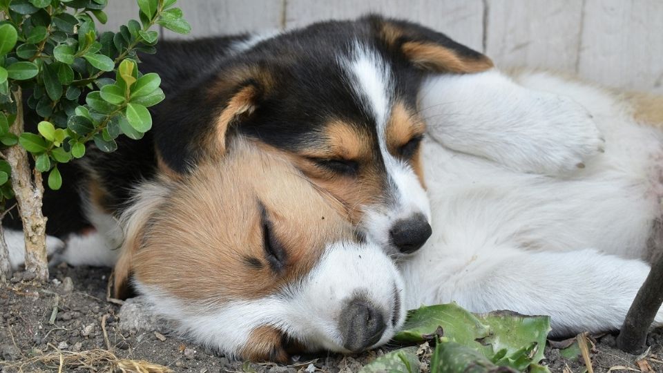 Conoce con qué sueñan los perros.