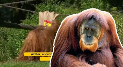 ¿España o Inglaterra? “Orangután vidente” predice quién ganará la FINAL de la Eurocopa 2024