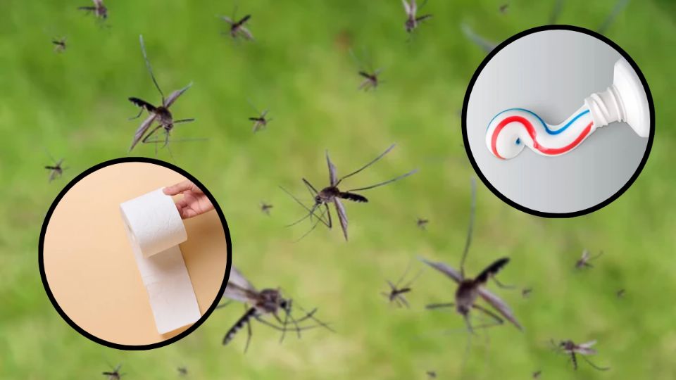 Cuál es el remedio casero con papel higiénico para ahuyentar los mosquitos de tu cuarto. Fuente: Foto: depositphotos / Producción La Mejor