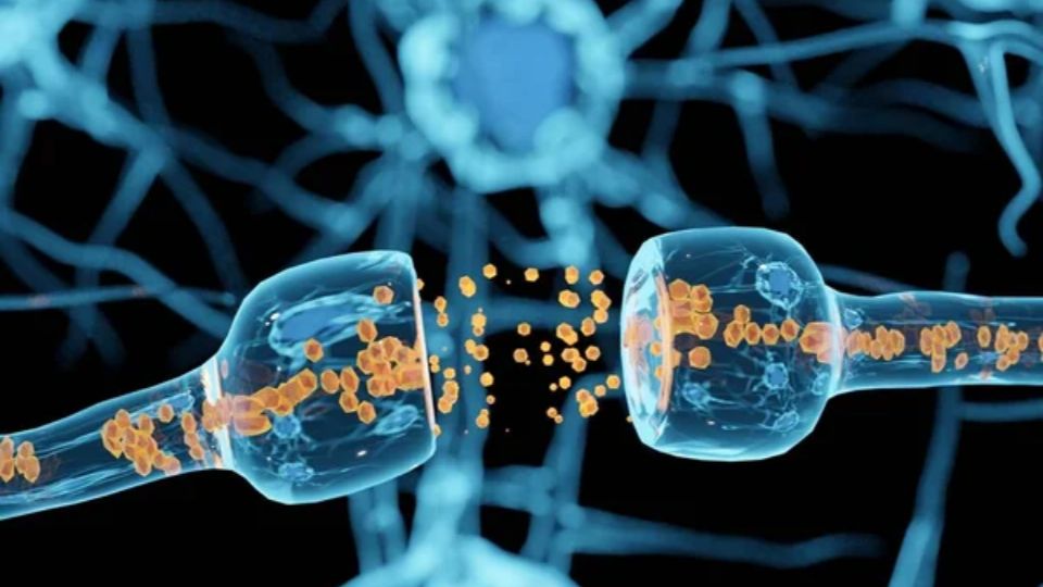 Un nuevo estudio de Harvard revela datos importantes sobre las neuronas. Fuente: Foto: depositphotos