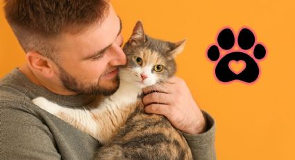 Cuáles son las mejores razas de gatos para tener en tu hogar