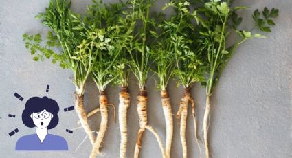 Descubre los poderosos beneficios de la raíz de cilantro