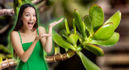 El barato tip casero que usan los expertos para revivir el árbol de jade en sólo unos días