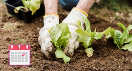 Calendario de siembra: qué conviene plantar en el huerto y el jardín en julio