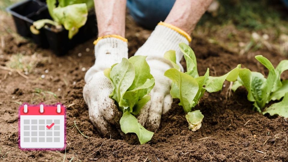 Qué conviene plantar en el huerto y el jardín en julio