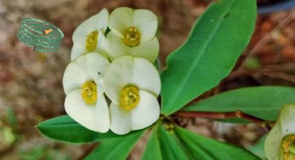 Aprende a modificar el color de las flores de tu Corona de Cristo con este truco infalible