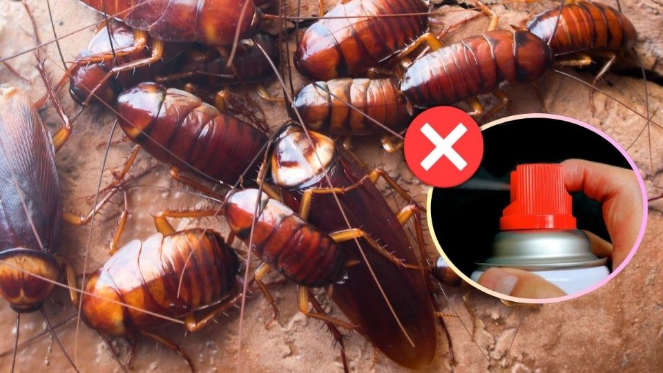 Cucarachas: esta es la razón por la que los insecticidas perdieron efectividad para matar esta plaga, según la ciencia