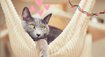 Cuáles son los increíbles beneficios de tener un gato gris en tu hogar