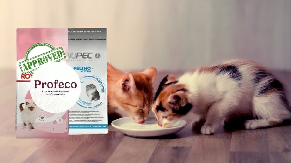Las mejores marcas de croquetas para gatitos