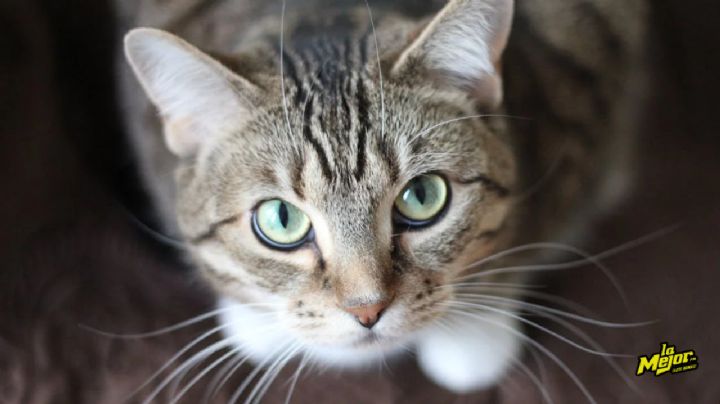 ¿Por qué tu gato quiere que lo veas comer, según expertos?