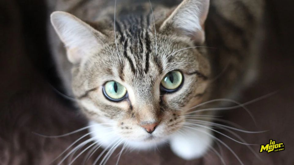 Acompañar a tu gato mientras se alimenta favorece el vínculo con tu mascota.