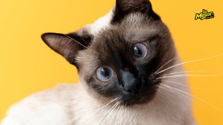 Las 3 razas de gatos más cariñosas y tranquilas para tener en un departamento