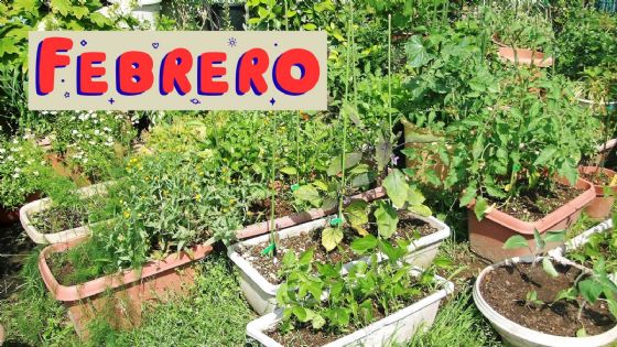 Calendario de siembra: Esto es lo que debes cultivar en tu huerto en el mes de febrero