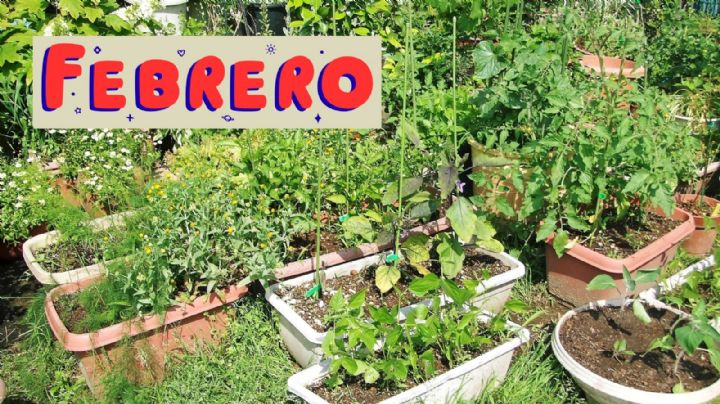 Calendario de siembra: Esto es lo que debes cultivar en tu huerto en el mes de febrero